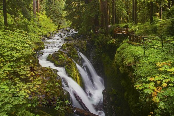 Waterfall in the summer green forest