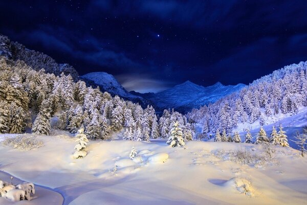 Foresta innevata. Abeti in montagna