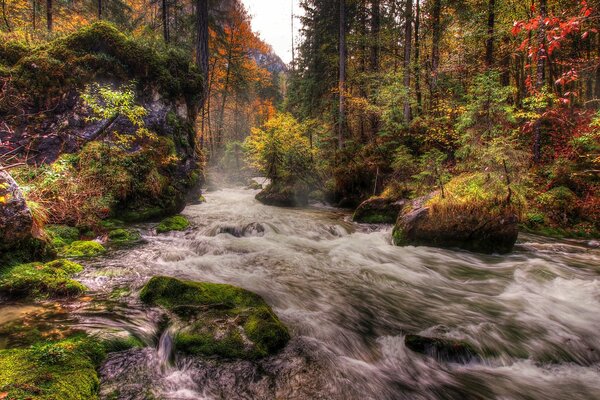 Río tormentoso en medio del bosque de otoño