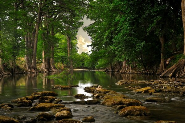 Forest river on a summer day