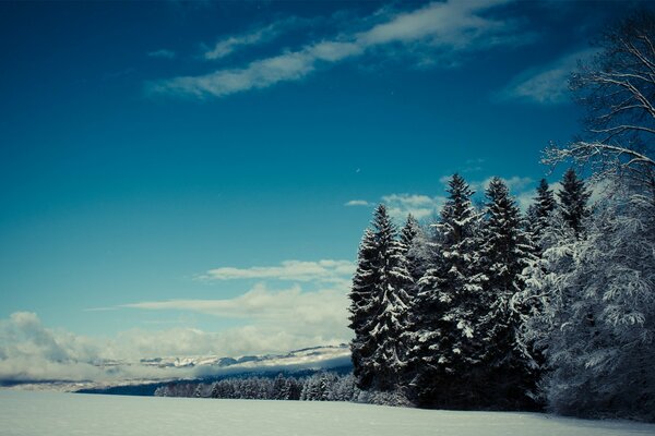 Bosque en la nieve en un día de invierno claro