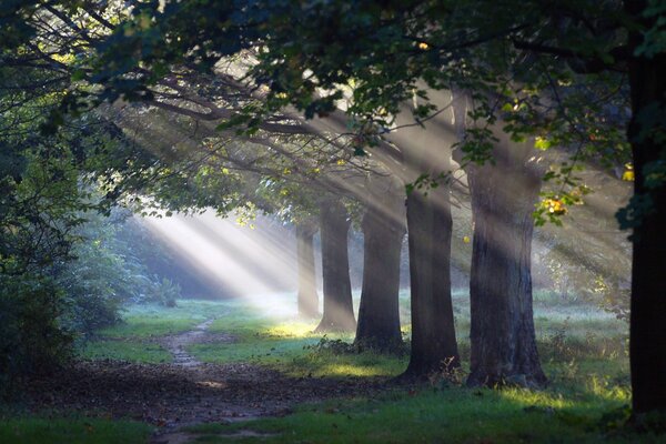 Incroyable rayon de soleil du matin dans la forêt