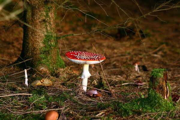 Herbst. Fliegenpilz unter Laub und dahinter ein Baum