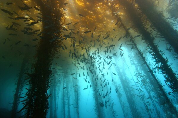 Mysterious underwater world with fish and algae