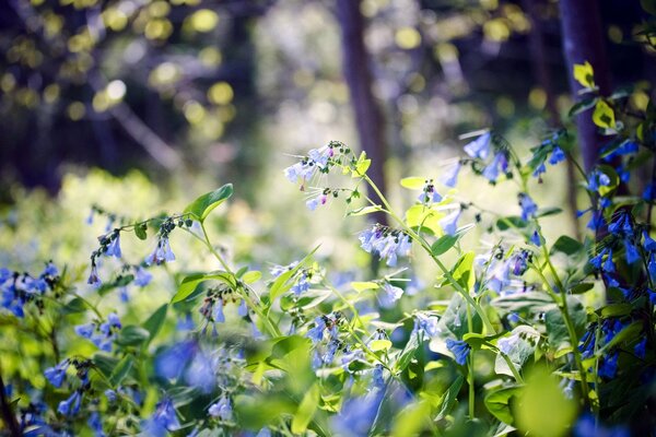 Fleurs bleues dans la forêt. Fond flou