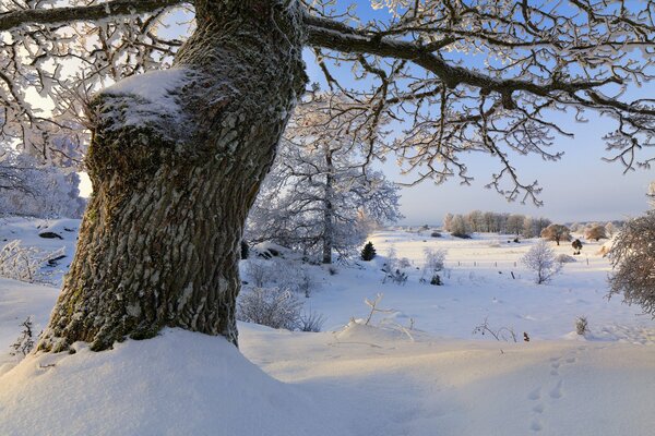 Alberi avvolti nella neve Svizzera