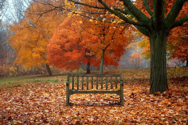 A lonely bench among the autumn leaves