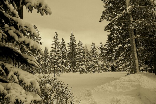 Fotografía del bosque de nieve de invierno