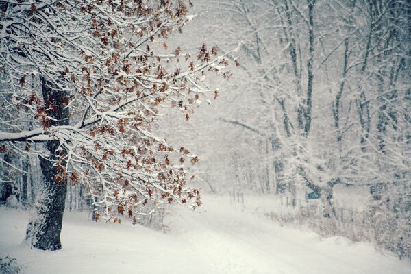 Forêt d hiver dans la décoration de neige