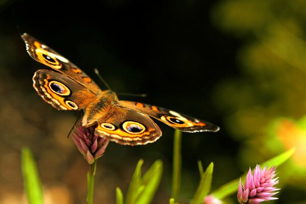 A butterfly with a beautiful pattern on its wings sits on a clover