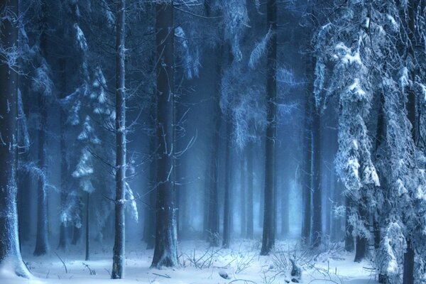 Snowy forest in thick fog