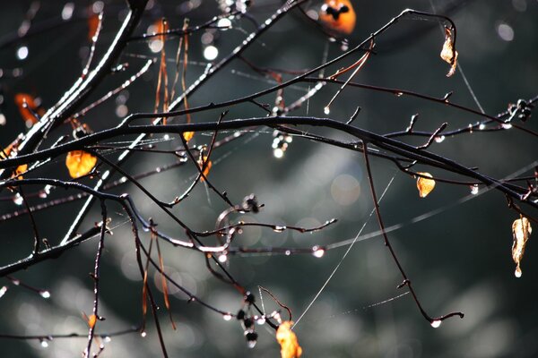 Herbst Regentropfen