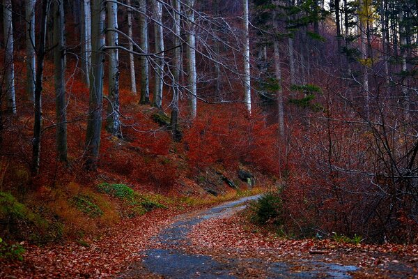 Autumn winding red road