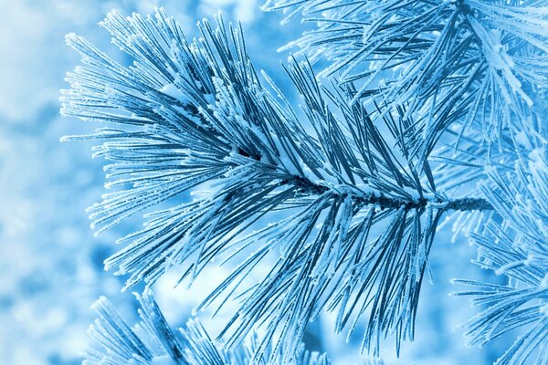 A branch of a fir tree covered with frost