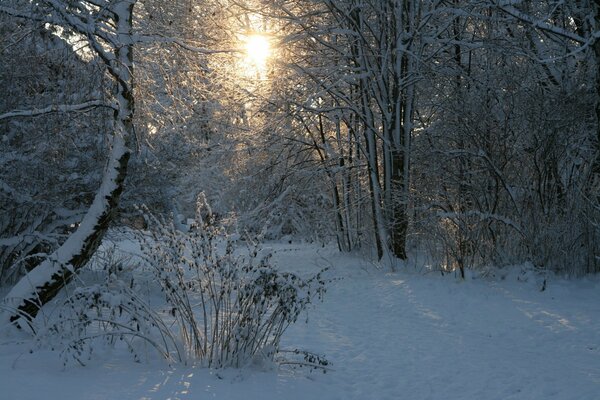 Le soleil se fraye un chemin à travers la forêt enneigée