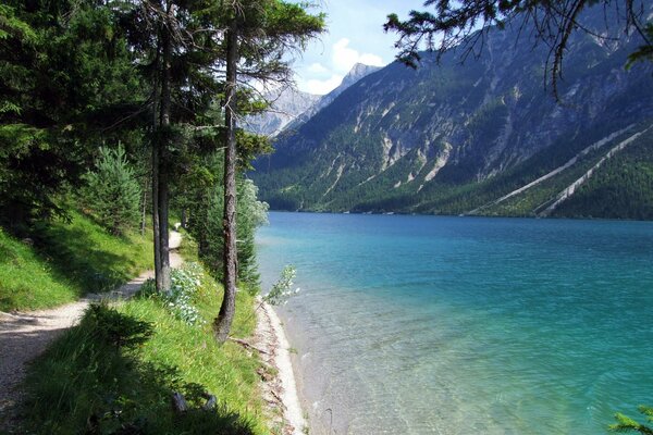 Sentiero nella foresta vicino al fiume di montagna