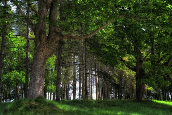 Forêt d été en Russie