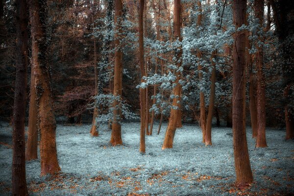 Paisaje mágico del bosque de pinos