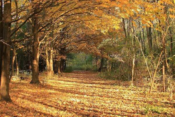 Herbstlaub fällt im Wald