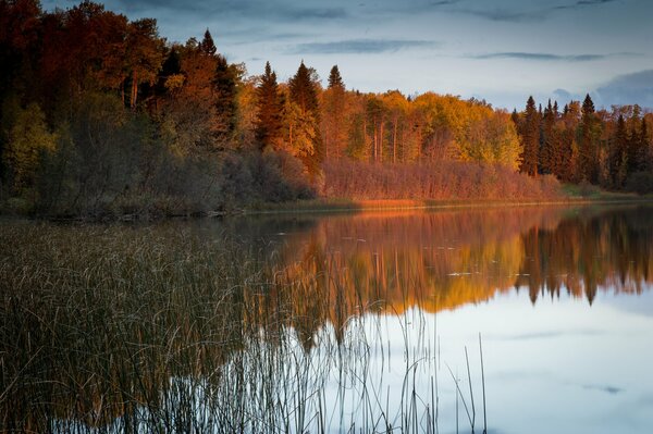 Forêt teintée de couleurs automnales