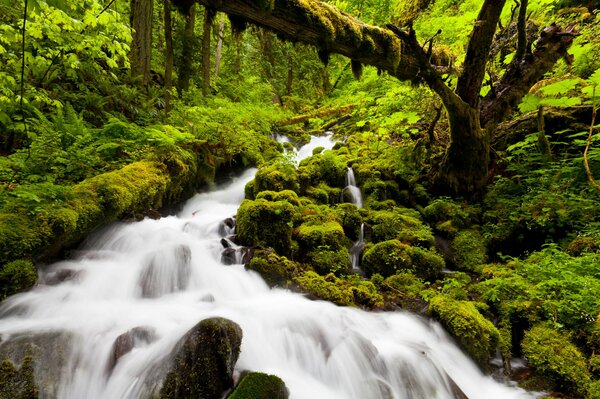 Forest waterfall on summer greenery