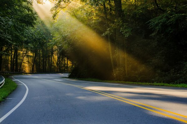 Ein Lichtstrahl fällt auf eine Waldstraße