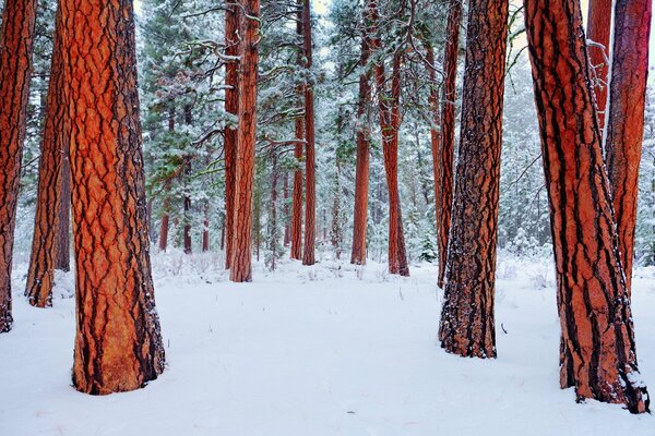 Winter verschneiten Wald mit hohen Kiefern