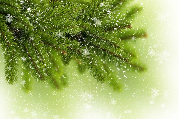 A fir branch covered with snowflakes