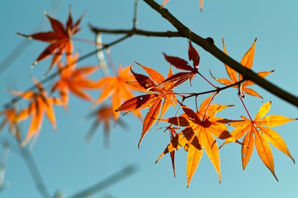 Branche avec feuillage orange sur fond de ciel bleu