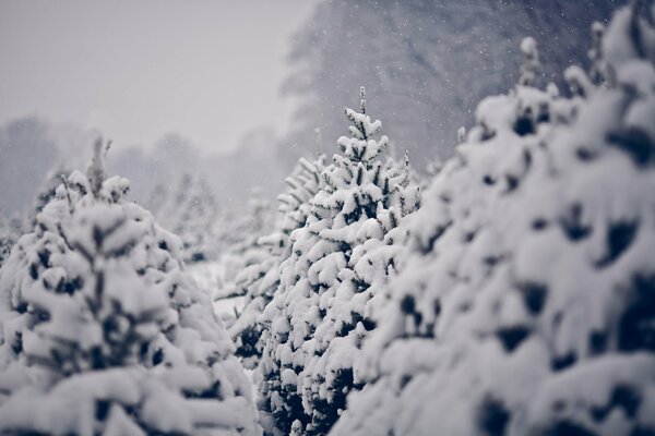 Winter snow-covered fir trees