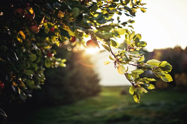 Laub, Blendung, Äpfel am Baum