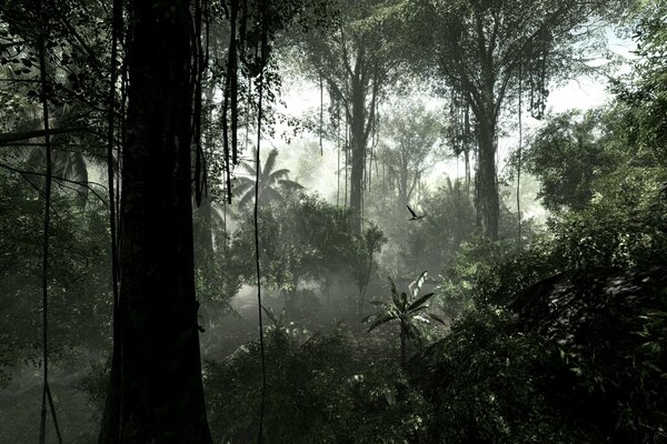 In the rainforest, it s so interesting to see vines hanging from trees