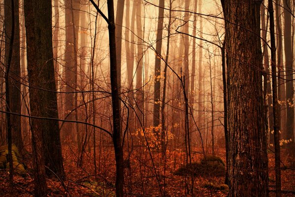 Autumn forest after rain