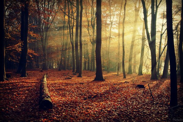 Feuillage tombé dans la forêt d automne