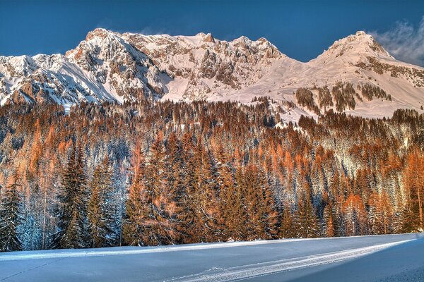 Die Berge im Wald sind mit Schnee bedeckt