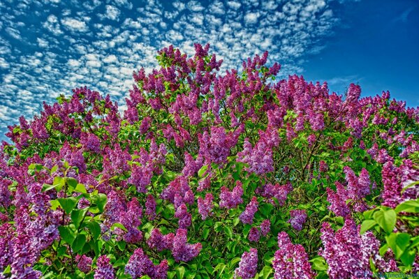 A lilac bush of incredible color against a blue sky background