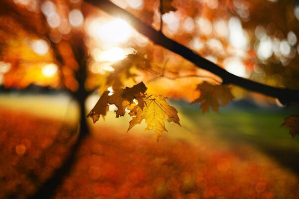 Hoja de arce de otoño solitario