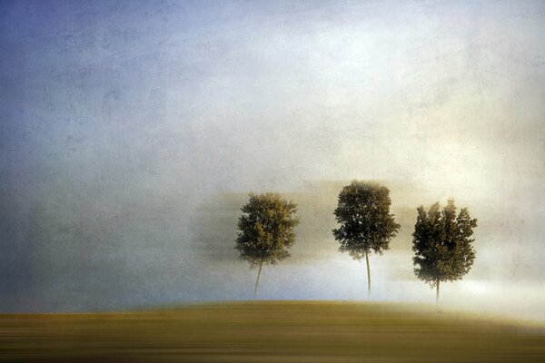 Trees floating in the haze