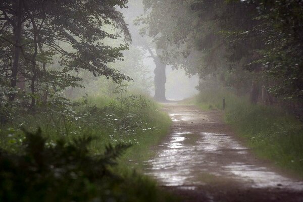 Lluvia. Camino mojado al bosque