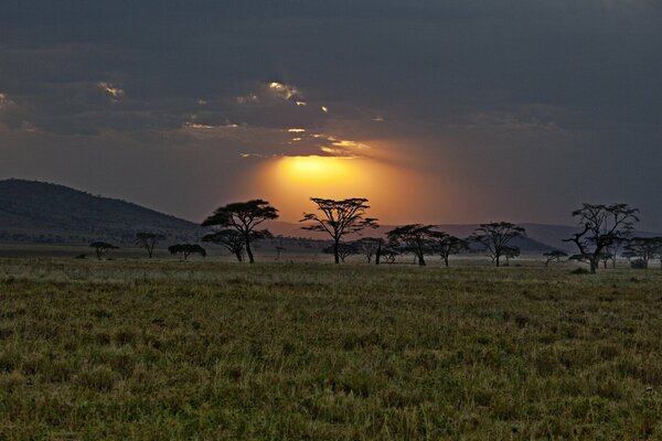 Savane africaine sur fond de coucher de soleil