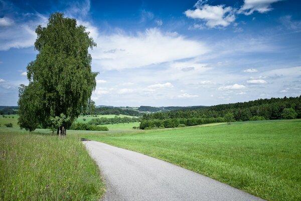 Landscape road and a big tree next to it