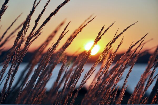 Ears of corn against the background of the dawn and the river