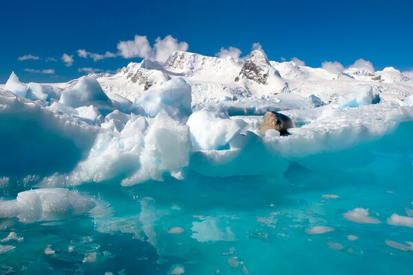 Robbe liegt auf Eisschollen im Ozean