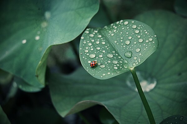 Coccinella su una foglia con rugiada