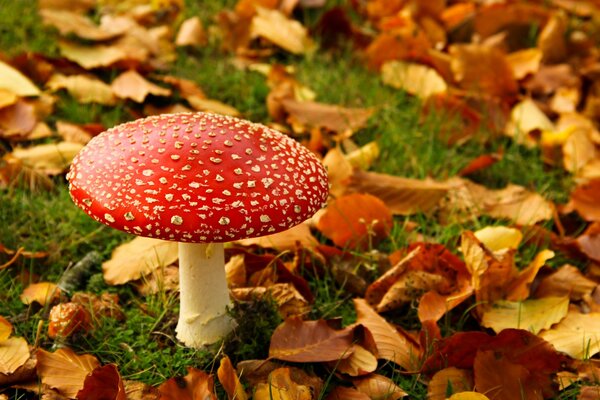 Fly agaric grows on green grass with fallen leaves