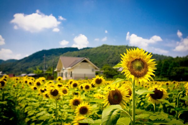 Bueno en el pueblo en verano, los girasoles crecen allí