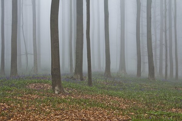 Misteriosa foresta autunnale avvolta nella nebbia