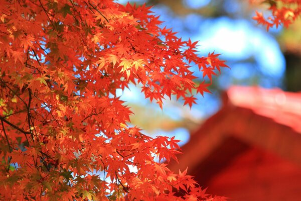 Luxurious maple tree crown in autumn colors