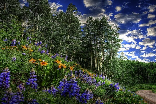 Blooming meadow by the forest road