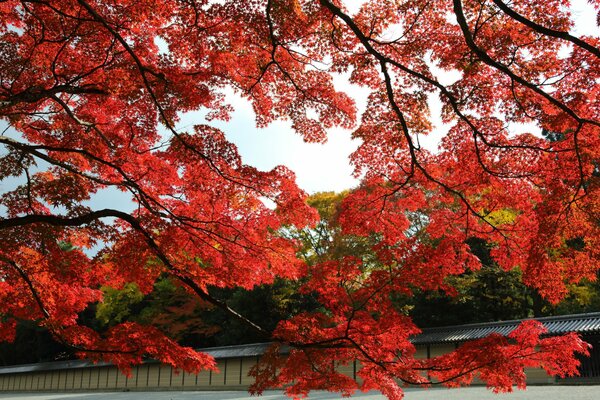 Arce japonés rojo en el parque